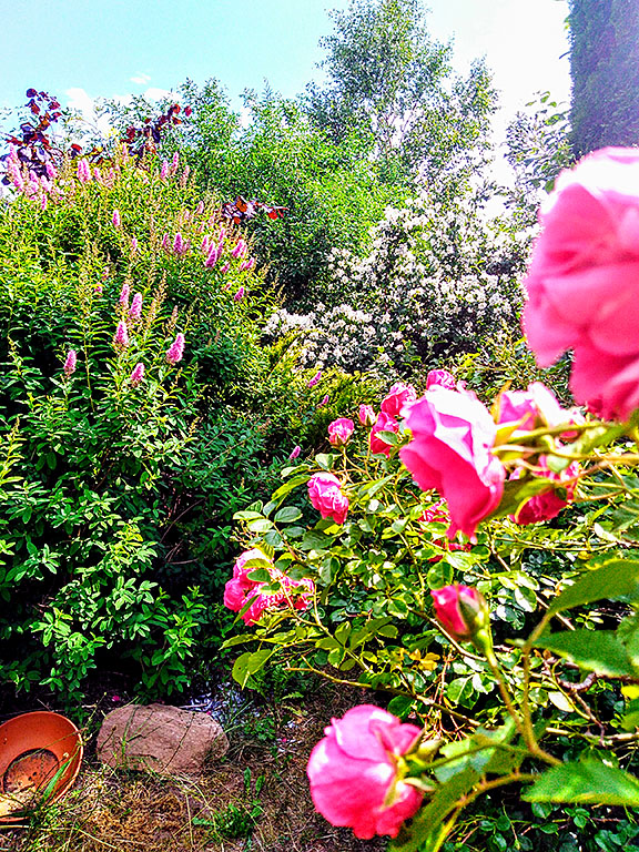 Garten Grand l´Est, Mittsommer, midsommar, juni, rosen, kletra, jasmin
