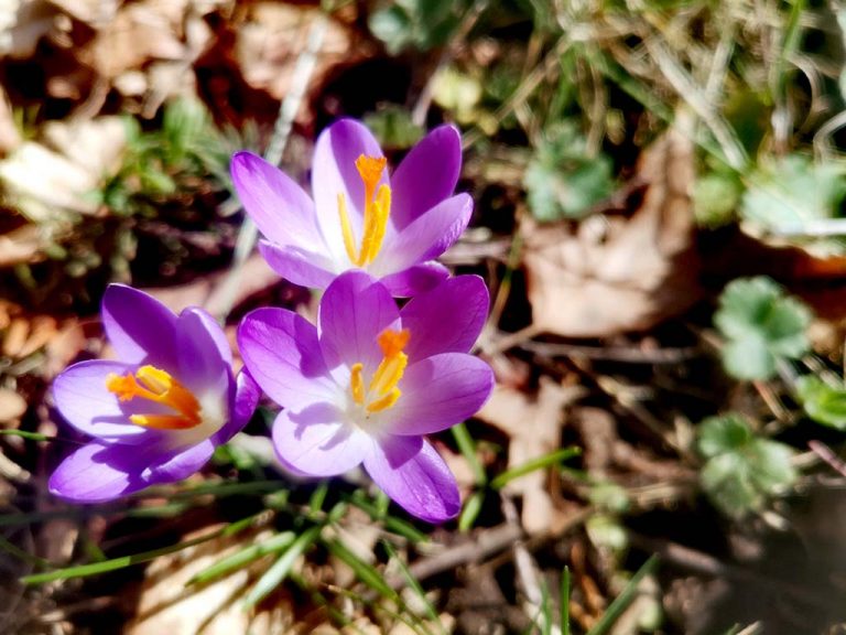 Krokus vogesen