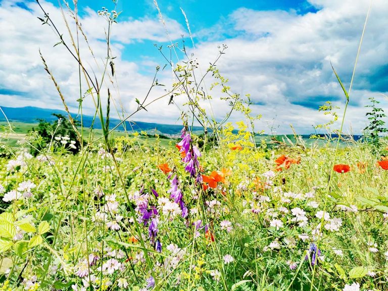 Scharrachbergheim-Irmstett_Elsass_Alsace_Wanderung_Sentier_Circuit_Rundwanderweg_Wandern